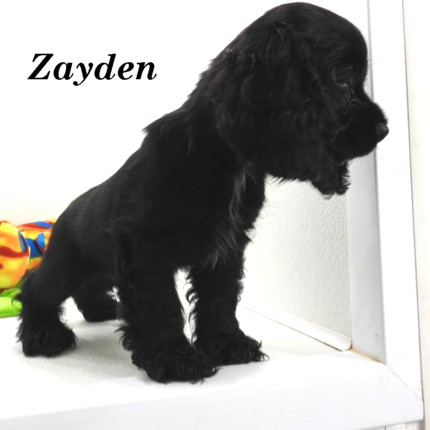 puppy, for, sale, Cocker Spaniel, Joe & Cherri  Overlease, dog, breeder, Miller, MO, dog-breeder, puppy-for-sale, forsale, nearby, find, puppyfind, locator, puppylocator, aca
